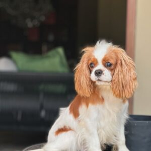 Royal Charm Protege De Bagan Kristian Doll -3