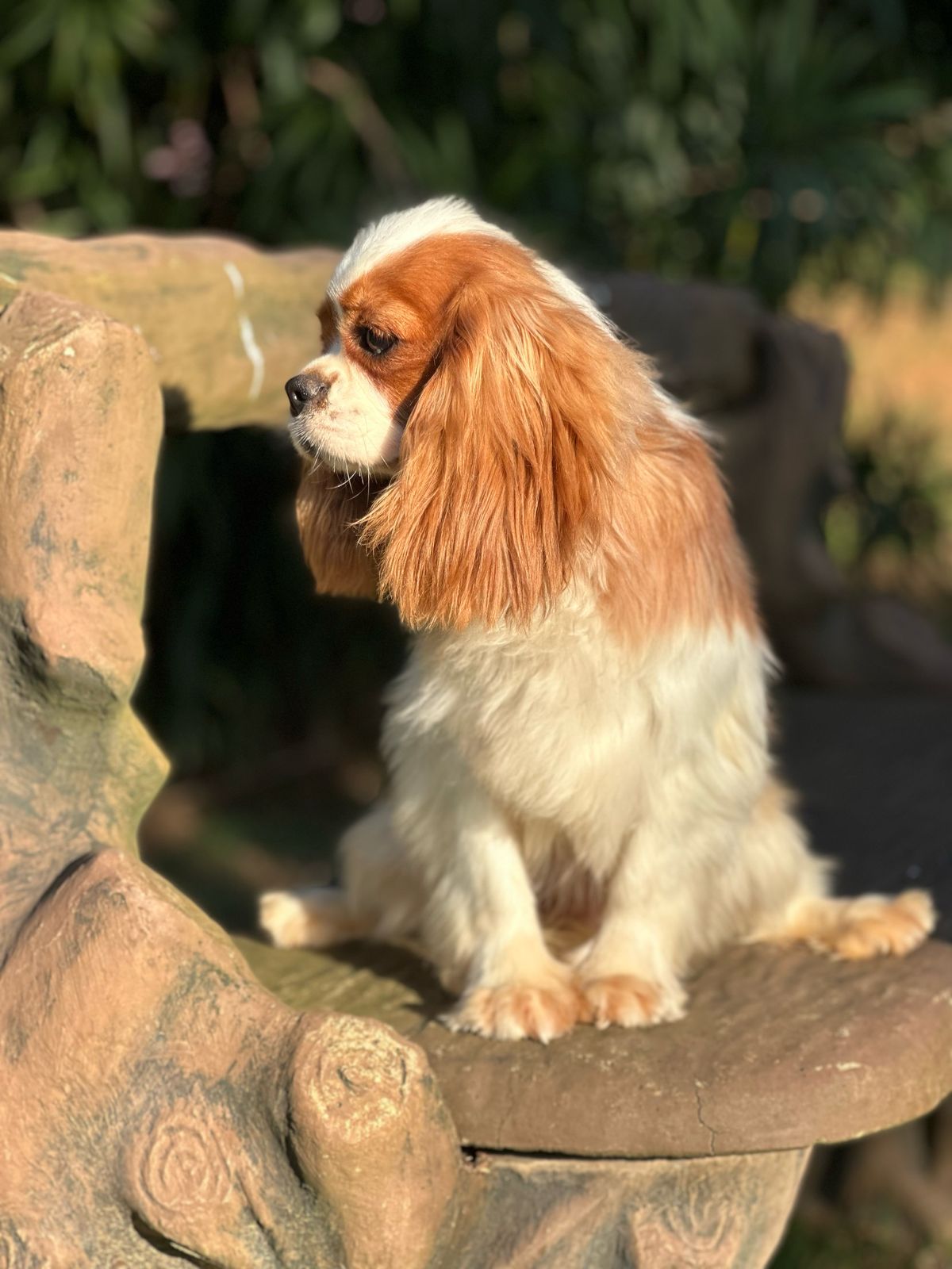 Royal Charm Protege De Bagan Kristian Doll -3