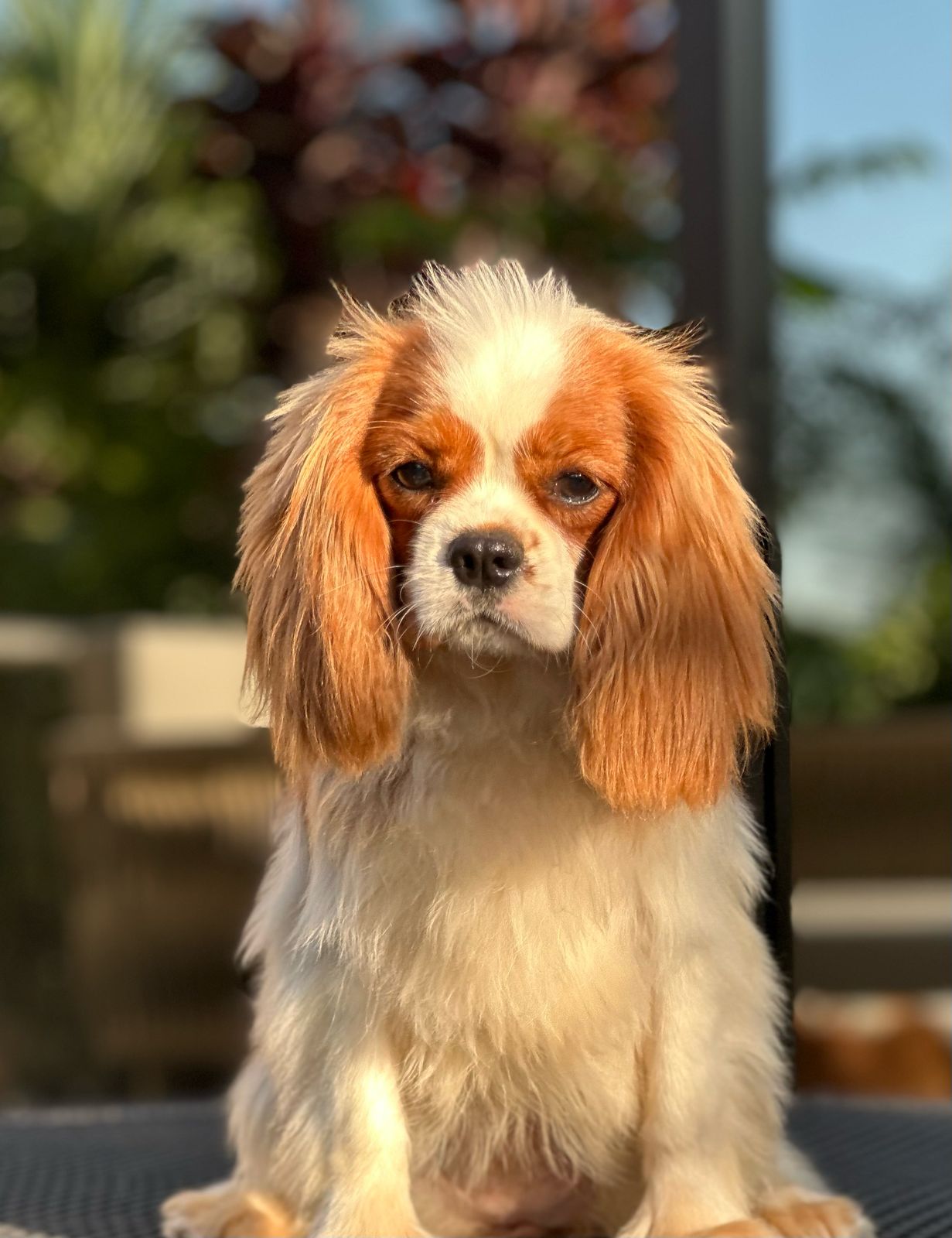 Royal Charm Protege De Bagan Kristian Doll -3