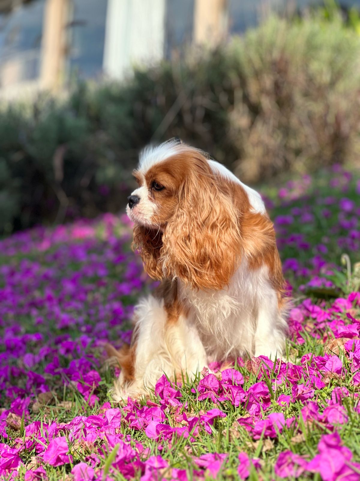 Vivere In Amore Seline