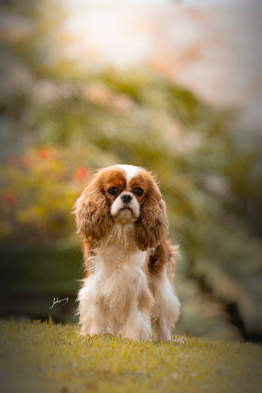 Atena Chateau Jodinis