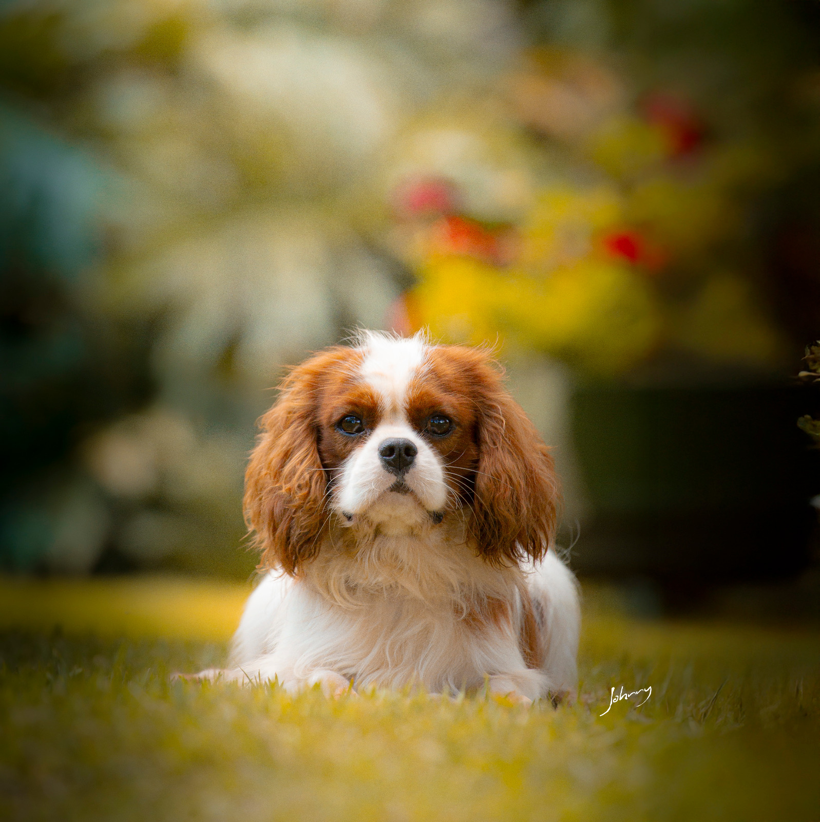 Cookie Migliori Amici
