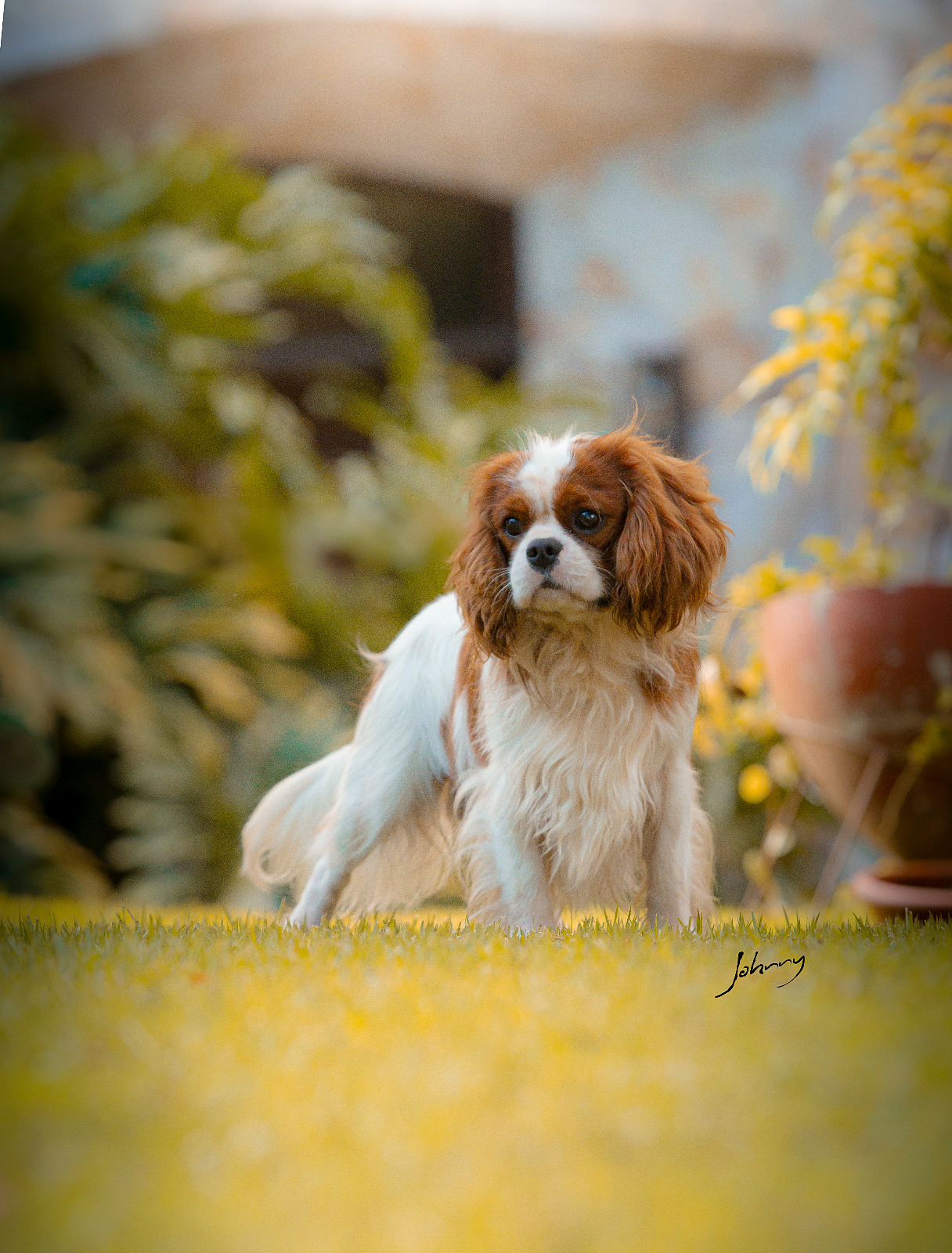 Atena Chateau Jodinis