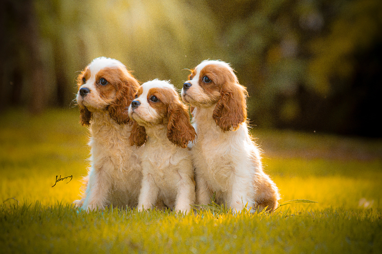 Filhotes Corgi CHATEAU JODINIS